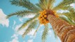 © Pixelzone - A stunning image of bottom view of a date palm tree with ripe dates against blue sky. Fruits of date palm are yellow color. Tropical tree at sunny weather. Harvest in emirate.