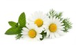 © Muaz - Three daisies with white petals and yellow centers next to green mint and dill on a white background