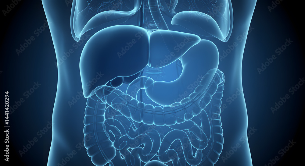 Human Digestive System Anatomy: Detailed 3D Model of Internal Organs ...