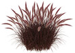 © Devia - Dark-red ornamental grass isolated on white background