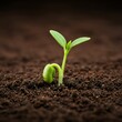 © Olee' Stock  - Artistic photo of a tender green seedling emerging from rich textured soil