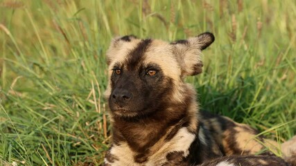 Wall Mural - african wild dog or painted hunting dog (lycaon pictus) resting in natural habitat, madikwe game res