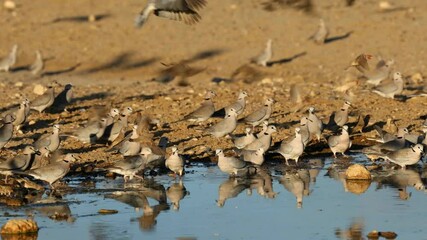 Wall Mural - cape turtle doves (streptopelia capicola) and other birds drinking water, kalahari desert, south afr