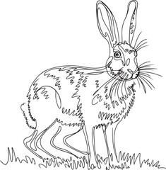 Wall Mural - a delicate continuous line vector art drawing showing a hare standing on a grassy field portrayed wi