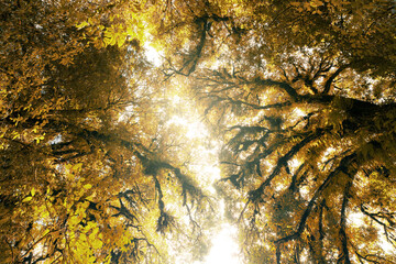 Wall Mural - autumn forest landscape where tall trees with golden leaves capture morning sunlight through branche