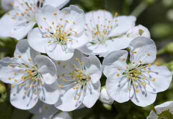 Wall Mural - a bunch of white flowers with yellow centers