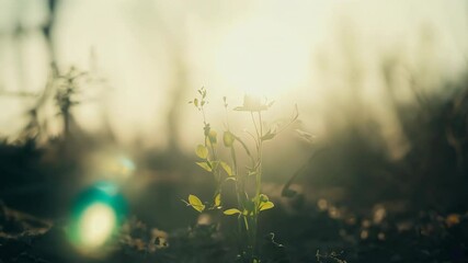 Canvas Print - morning sun rays pierce the morning fog and mist in the forest, creating a serene scene