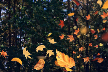Wall Mural - leaf fall landscape in autumn park, colorful leaves flying in the wind background of october