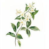 Illustration of blooming jasmine and leaves feels fresh and serene