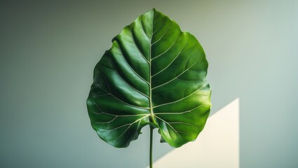 Poster - In a sleek home setting with a white background, the fiddle-leaf fig plant, Ficus lyrata, is featured.