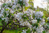 Beautiful white cherry blossom, Prunus Avium tree, in garden in spring
