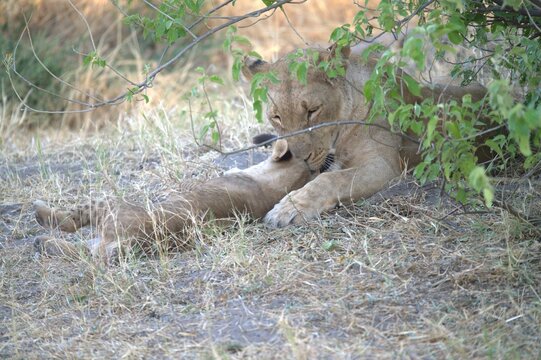 lion in wild savanna , Animal of africa