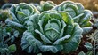 © GenZGraphics - Detailed view of a cabbage plant encrusted with frost, flourishing outside on a frigid icy day