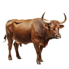 Wall Mural - Side view of a muscular brown bull with large curved horns, standing and looking forward, cut out, isolated on a transparent background, no shadow
