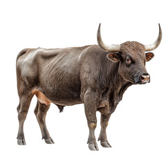 Wall Mural - Side view of a muscular brown bull with large curved horns, standing and looking forward, cut out, isolated on a transparent background, no shadow