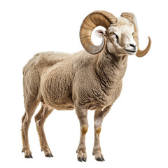 Wall Mural - Side view of a large ram with curled horns, cut out, isolated on a transparent background, no shadow