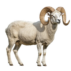 Wall Mural - Side view of a large ram with curled horns, cut out, isolated on a transparent background, no shadow