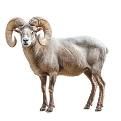 Wall Mural - Side view of a large ram with curled horns, cut out, isolated on a transparent background, no shadow