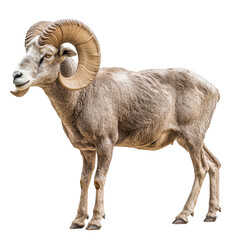 Wall Mural - Side view of a large ram with curled horns, cut out, isolated on a transparent background, no shadow