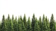 © Honey - Vibrant green evergreen coniferous forest trees nature scene background fir row pine view tall line