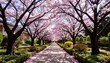 © Namwan - Petal strewn garden path beneath towering sakura trees in full bloom capturing the essence of Japanese spring