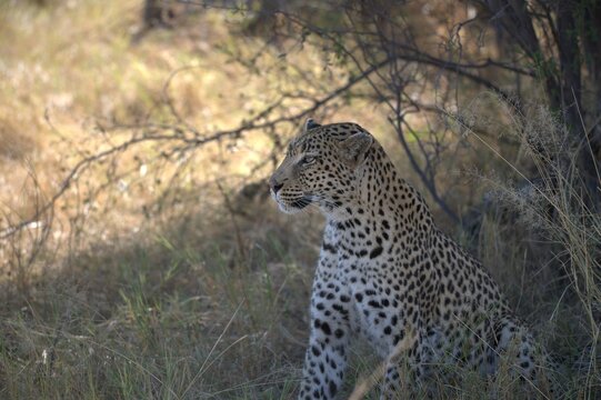 Leopard in wild savanna , Animal of africa