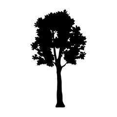 Wall Mural - silhouette tree vector image for graphic design projects nature illustration and landscapes