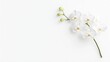 © BirD - Elegant White Orchid Branch on White Background orchid white orchid phalaenopsis flower white flower