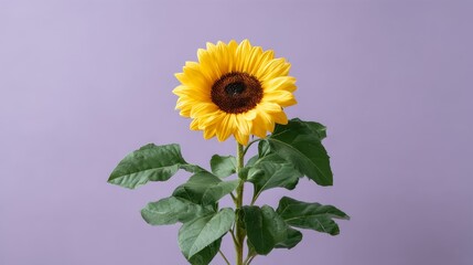 Leinwandbilder - Close-up of a radiant sunflower with golden petals and green leaves set against a soft lavender backdrop, providing a cheerful and refreshing atmosphere