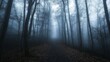 © Honey - Mysterious foggy forest path dark trees nature scene mist mood blue grey cold calm woods image eerie