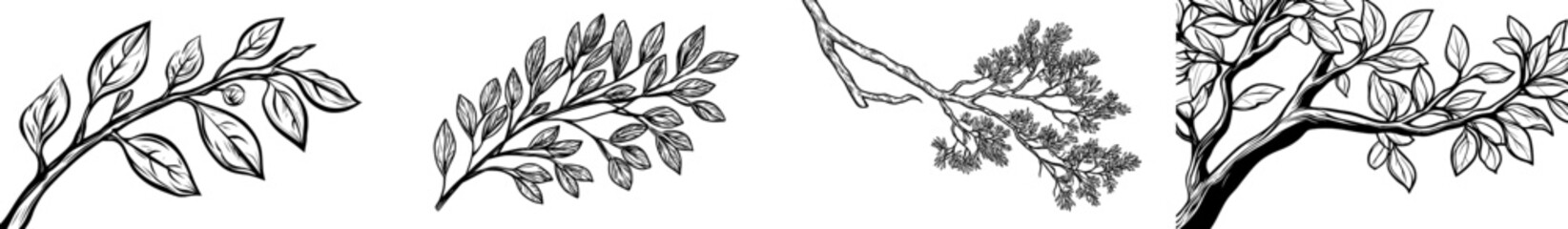 A tree branch's silhouette, rendered in black and white, showcases intricate details