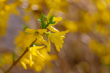 Wall Mural - Forsythia flowers, Golden Bell, Border Forsythia (Forsythia x intermedia, europaea) blooming in spring garden bush