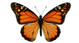 Isolated Monarch Butterfly with Open Wings