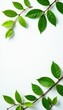 © Jame - Fresh green branches with leaves isolated on white paper, white, natural