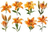 A selection of bright orange lily flower heads
