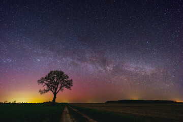 Wall Mural - Oak tree with a Milky way galaxy. Night sky with stars