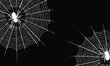 © Drago Designer - Black Cobweb Vector Halloween Graphic