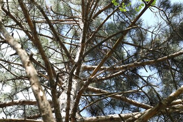 Wall Mural - tree crown with branches outdoors, low angle view