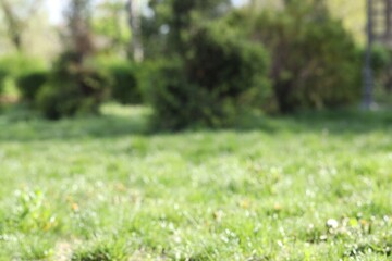 Wall Mural - green grass growing outdoors on spring day, blurred view