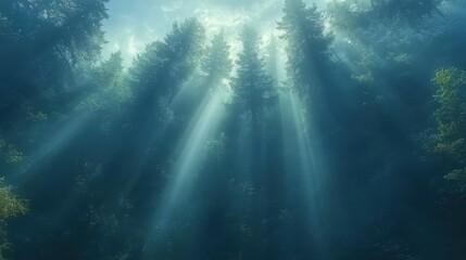 Wall Mural - A misty forest with rays of sunlight breaking through the trees, creating a magical atmosphere 