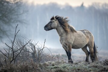 Naklejka na meble horse in the field