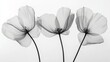 © RONNY - Delicate grayscale poppy blossoms
