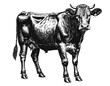 © Rendy Dastian - PNG Hand drawn a cow livestock vintage animal.
