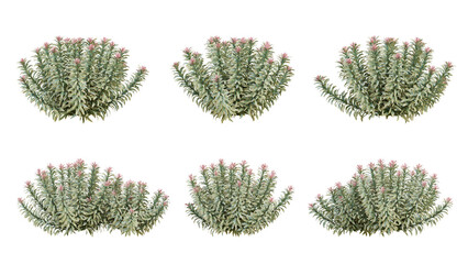 Wall Mural - euphorbia ascot rainbow flowers plant on transparent background, 3d render illustration