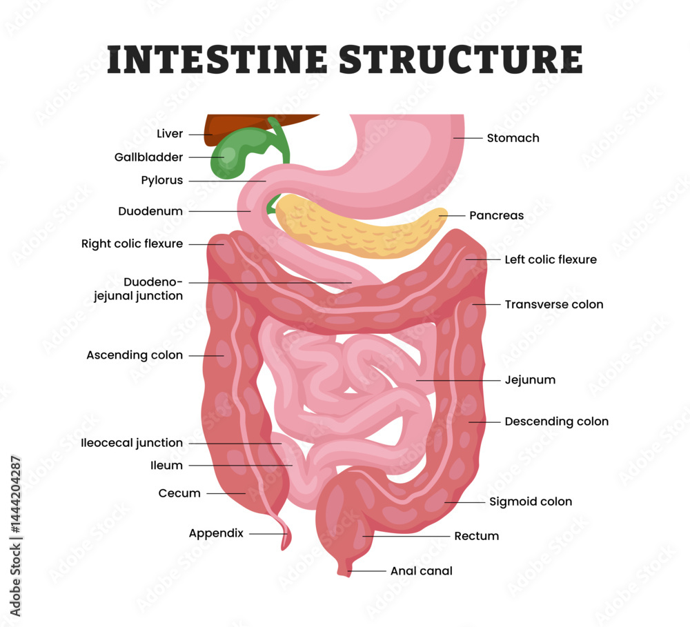 Intestine Chart.pdf Intestinal Anatomy Structure, educational medical poster design ...