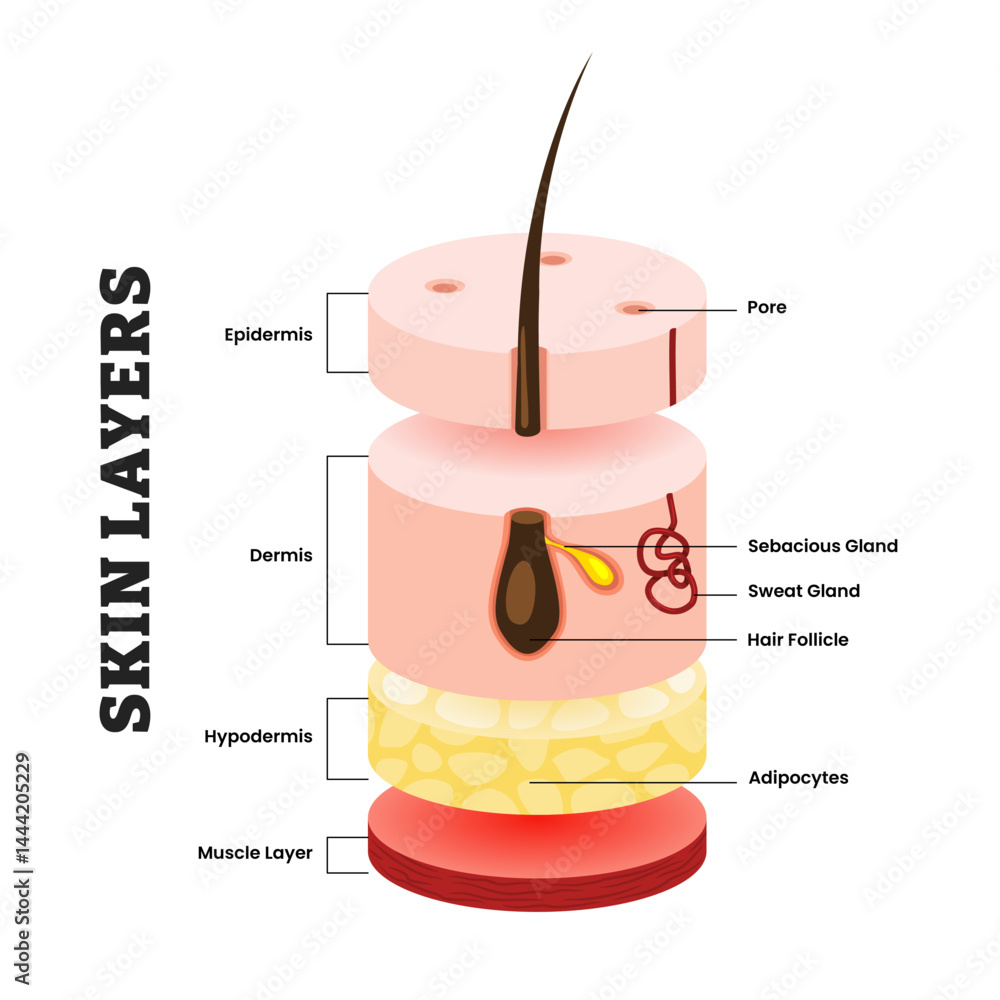 Skin layers structure anatomy, educational medical poster design ...