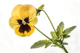 yellow pansy flower with black center white background