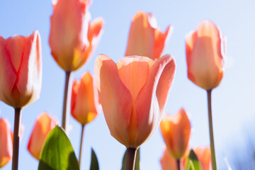 Wall Mural - tulips flower against bright sunlight shining on clear blue sky for spring background,image orange s