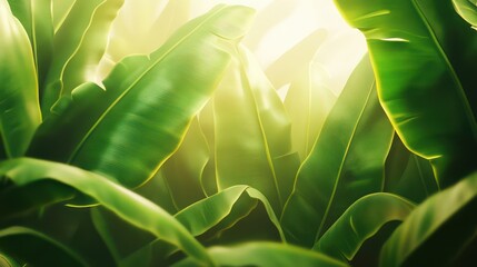 Green foliage tunnel sunlight
