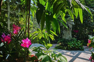 singapore - august 13, 2024: orchid flower species in national orchid garden singapore